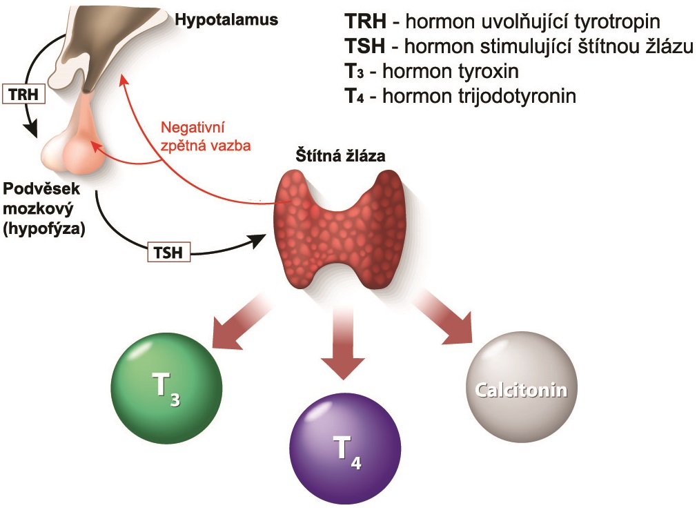 Produkce hormonů štítné žlázy